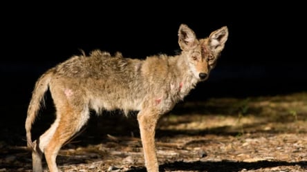 В Україні помітили дивну істоту: припускають, що це чупакабра - 285x160