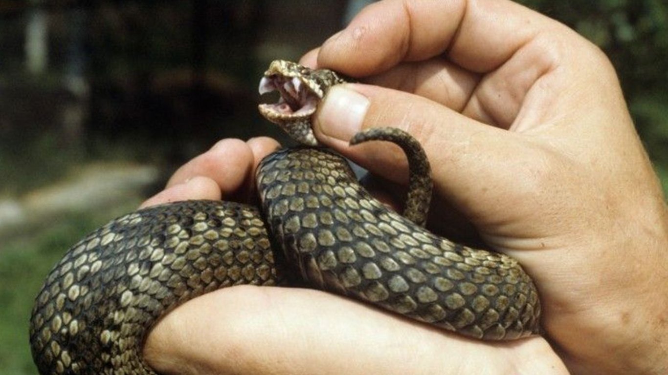 Как нужно действовать, если укусила змея — восемь полезных лайфхаков от Минздрава