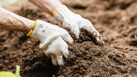 Як відновити родючість ґрунту — прості способи для дачників - 285x160