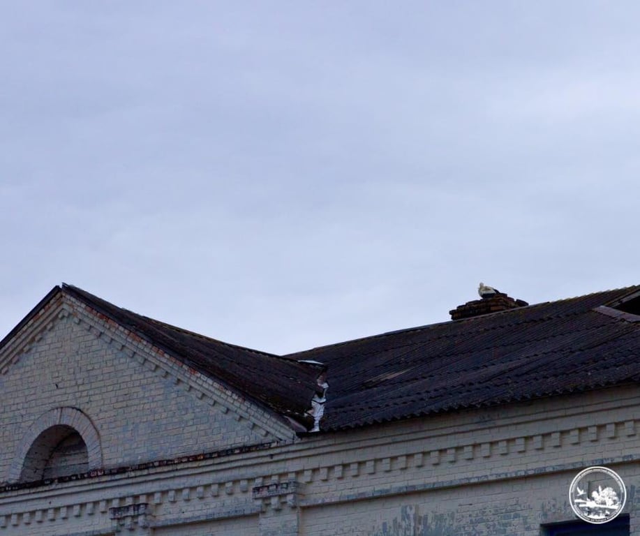 Повернення білих лелек до Чорнобиля