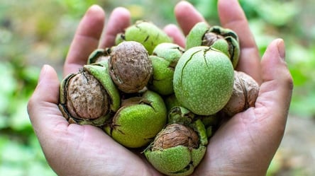 Как отмыть руки после чистки молодых орехов — простые средства - 285x160