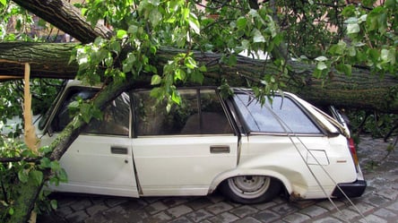 Дерево впало на припаркований автомобіль: хто має відшкодувати збитки - 285x160