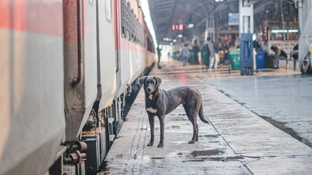 В УЗ объяснили, зачем покупать дополнительный билет для животных - 285x160