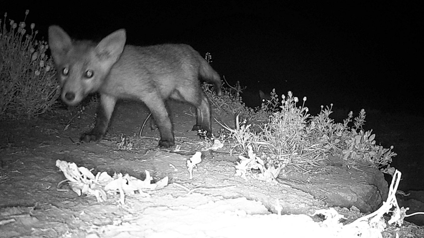 Борсуки ходять в гості до лисиць — на Одещині спостерігають незвичну поведінку тварин - фото 2