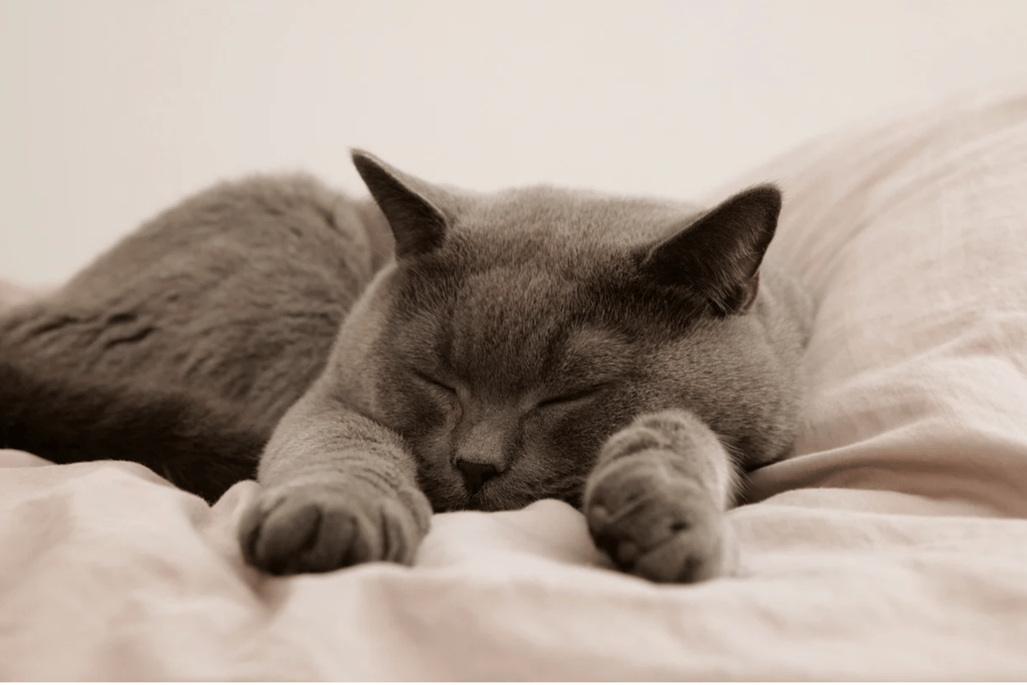 Серед котів найчастіше обирають саме цю породу