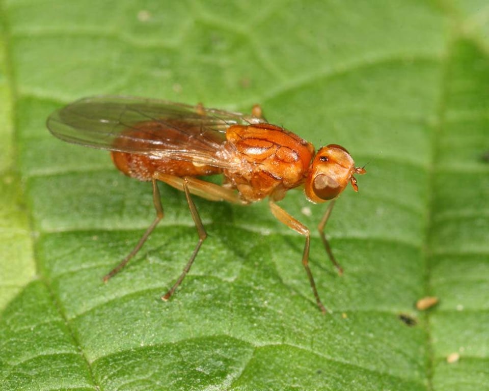 Морковная муха