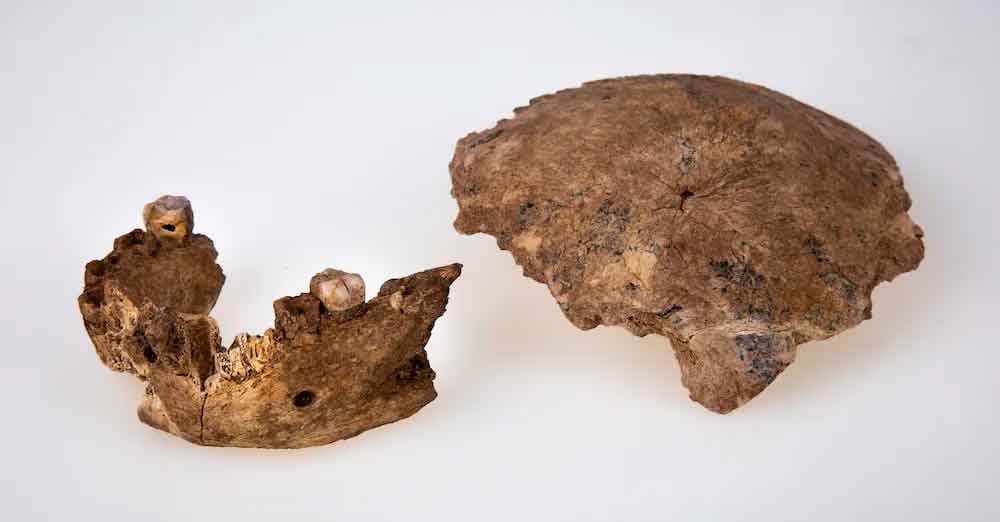 Найдены фрагменты черепа неизвестного вида человека в возрасте 140 тысяч лет.