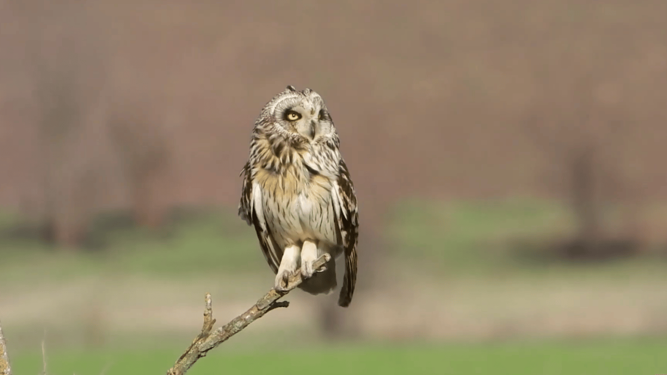 В Одесской области выпустили в природу одну из самых редких сов
