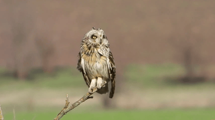 В Одесской области выпустили в природу одну из самых редких сов - 285x160