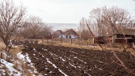 Без снігу рослини під загрозою — як зберегти коріння від морозів - 285x160