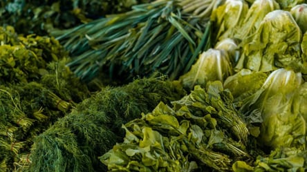 Петрушка, кріп і цибуля на зиму — як зберегти без втрати смаку - 285x160