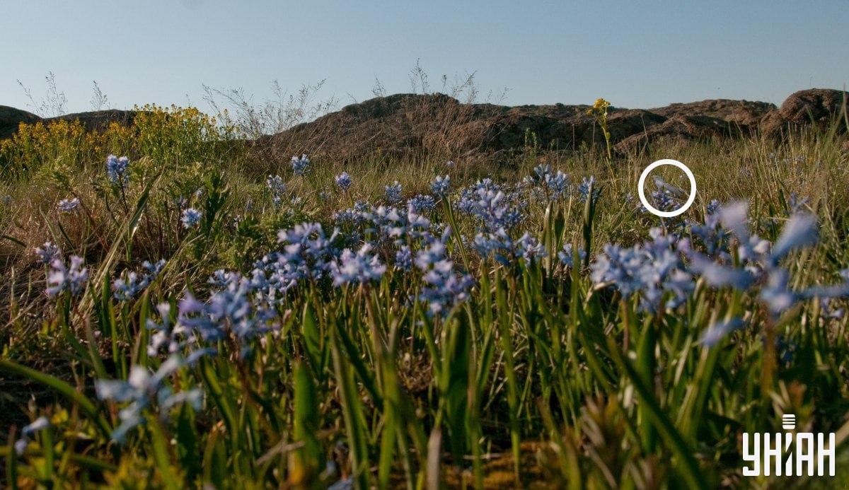 Правильный ответ на оптическую головоломку