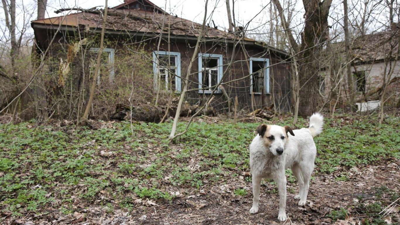 Чернобыль через 40 лет: как природа отвоевывает зону отчуждения