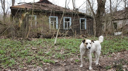 Чернобыль через 40 лет: как природа отвоевывает зону отчуждения - 290x166