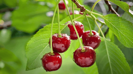 Спасите вишню от морозов — что сделать прямо сейчас - 285x160