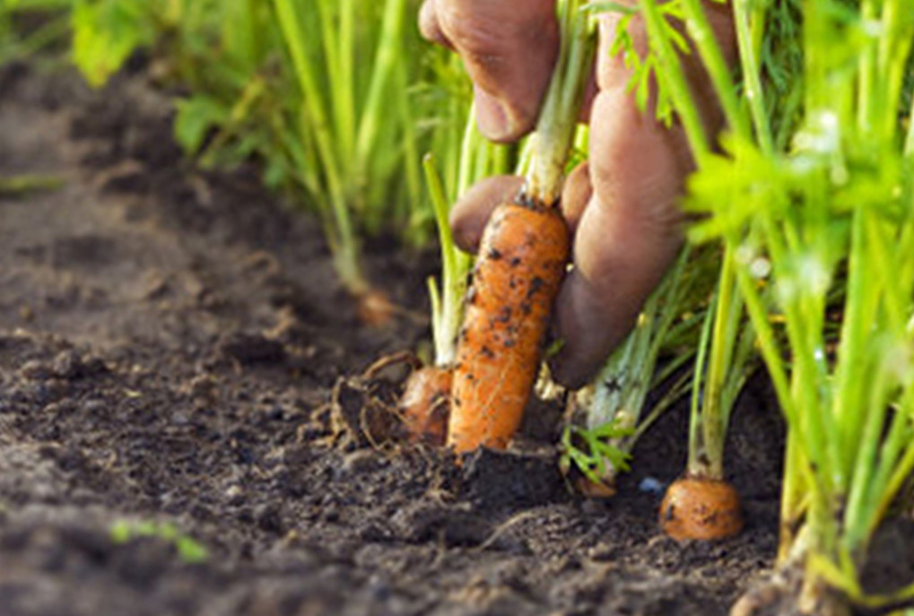 Як проріджувати моркву без обрізання — покрокова інструкція