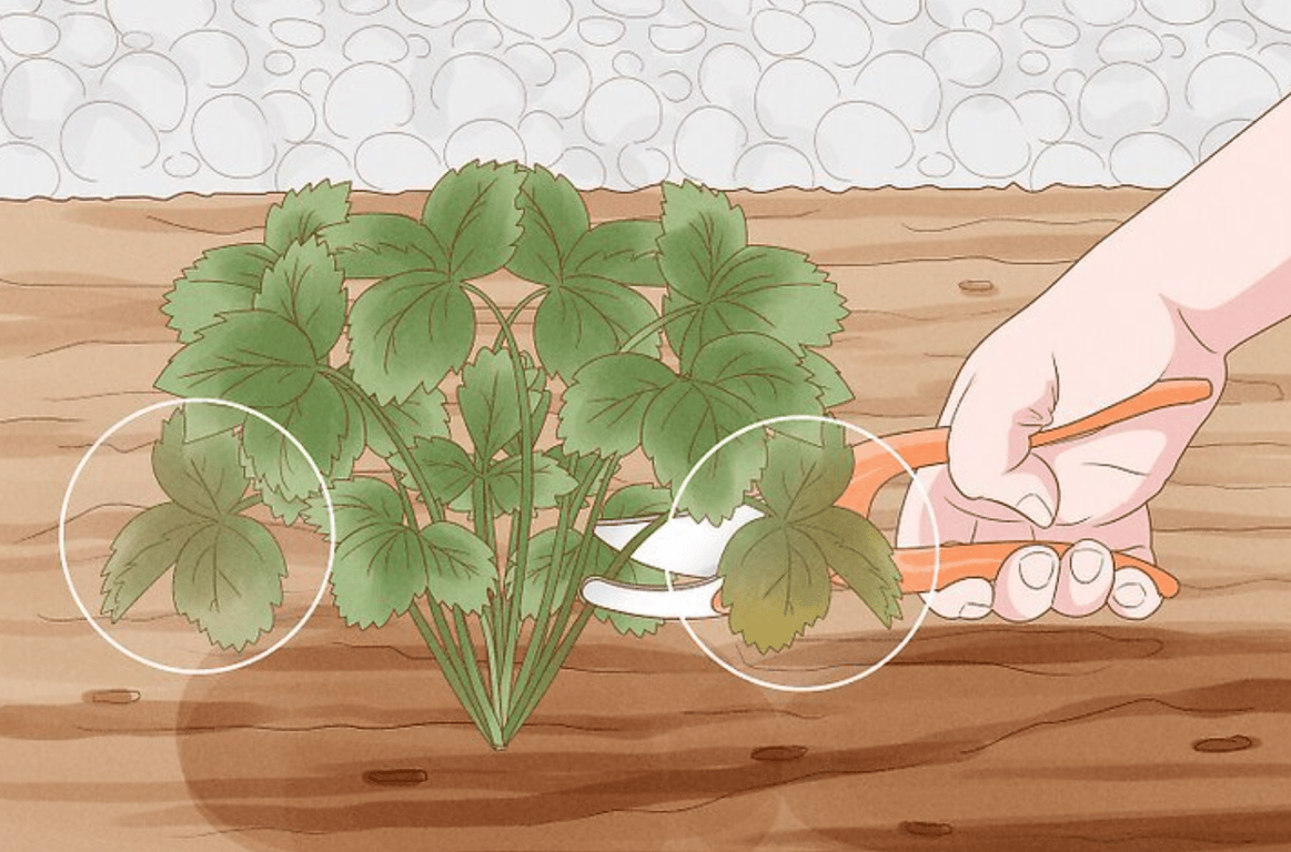 Удаление поврежденных листьев клубники