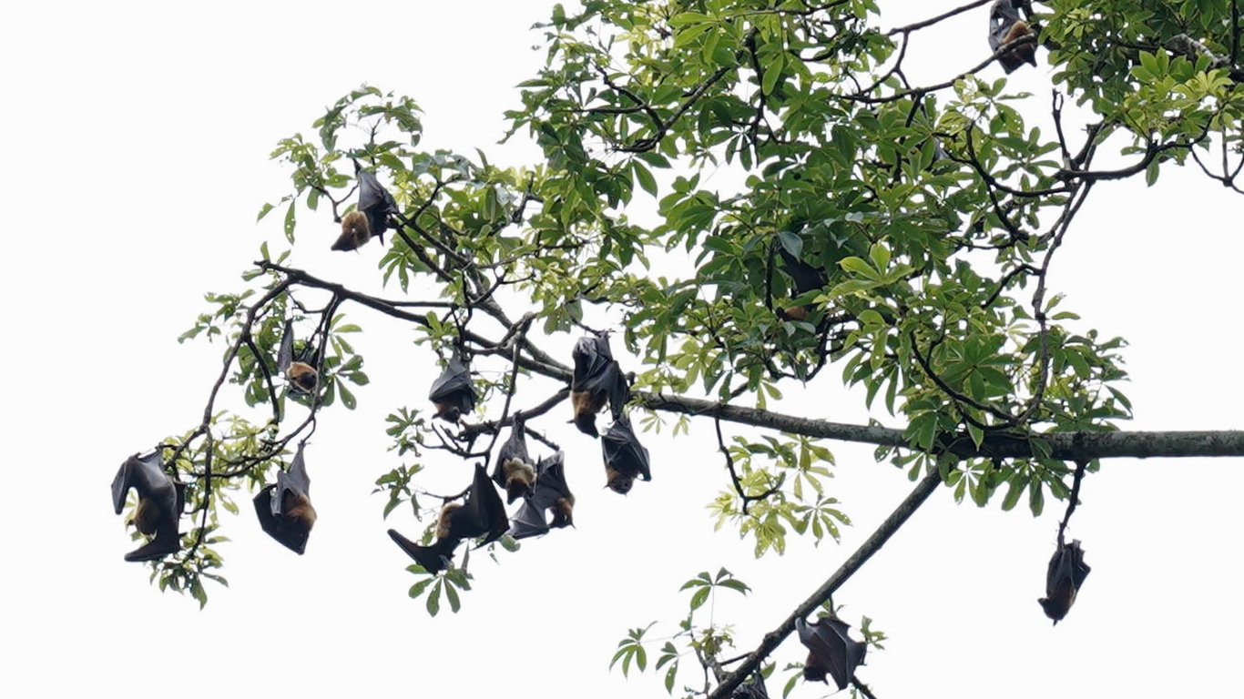 Летучие мыши на дереве