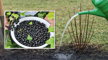 Зробіть це зі смородиною навесні —  врожай буде втричі більший - 285x160