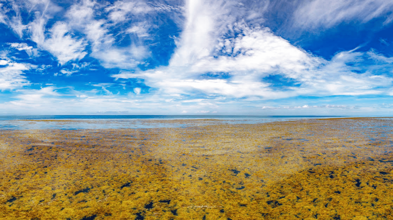 Бурі водорості саргасум у Саргасовому морі