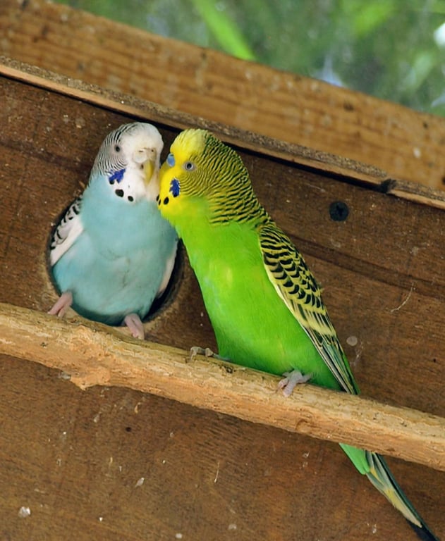 Папуги їдять