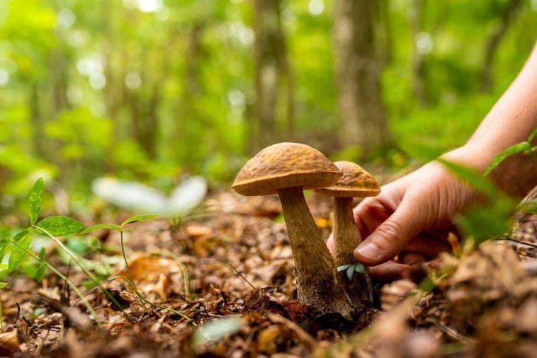 Как правильно собирать грибы — срезать или выдергивать