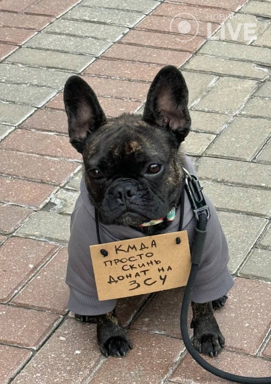 Собака з табличкою на протесті