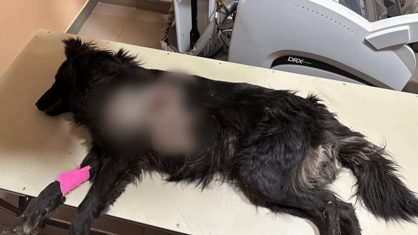 В нем пять осколков — во время атаки на Одесчину пострадала собака