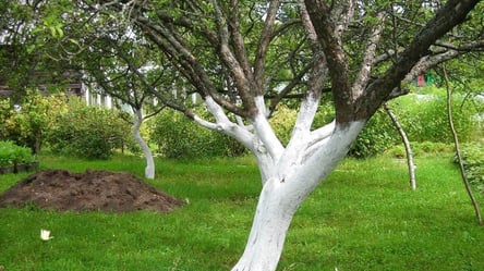 Небезпечне чи ні — як зрозуміти, що дерево може впасти - 285x160