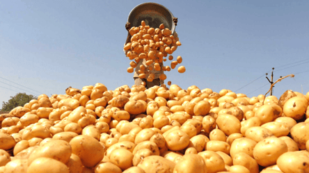 Картопля "засипле" врожаєм — які сорти ростуть за будь-яких умов - 290x160