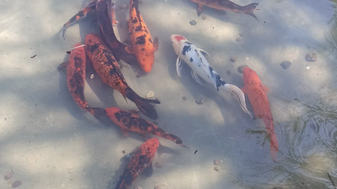 Украшение Одесского зоопарка — карпов Кои выпустили после зимы - фото 2