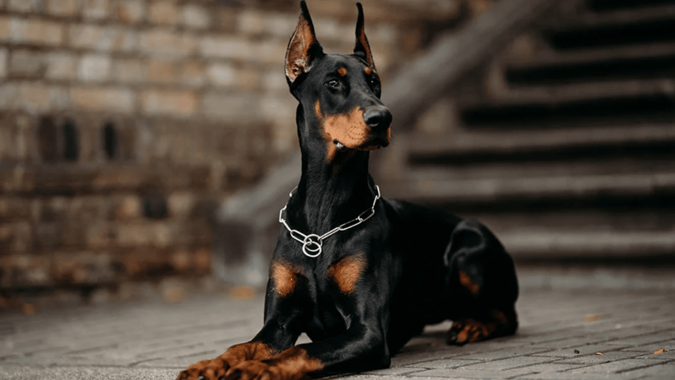 Что стоит узнать о доберманах — агрессивна ли эта порода собак