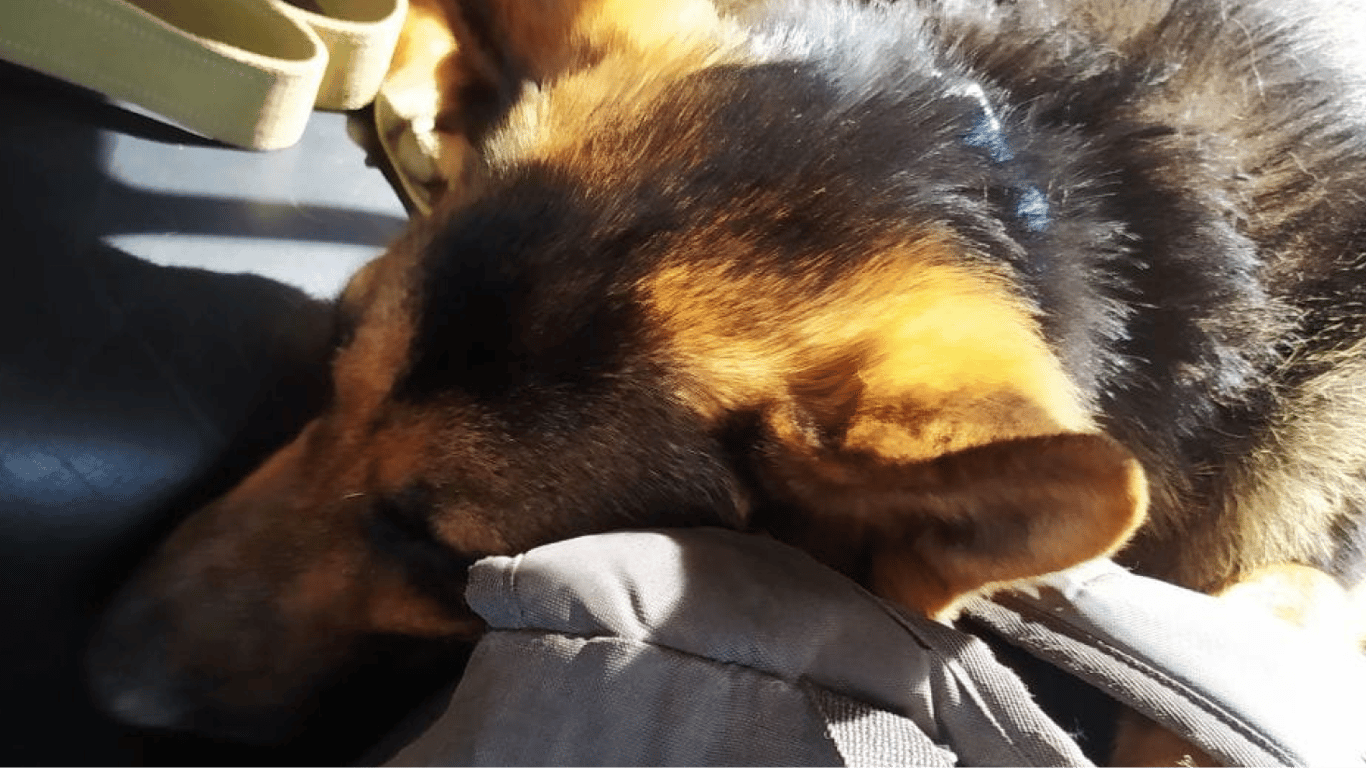 Пішки з Херсону до Одеси із собакою: зоозахисники з'ясували, чому так сталося