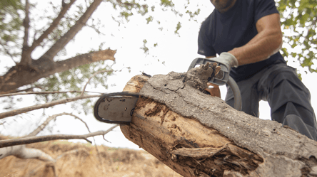 На Франківщині чоловіка засудили за вирубку дерев у заповіднику - 285x160