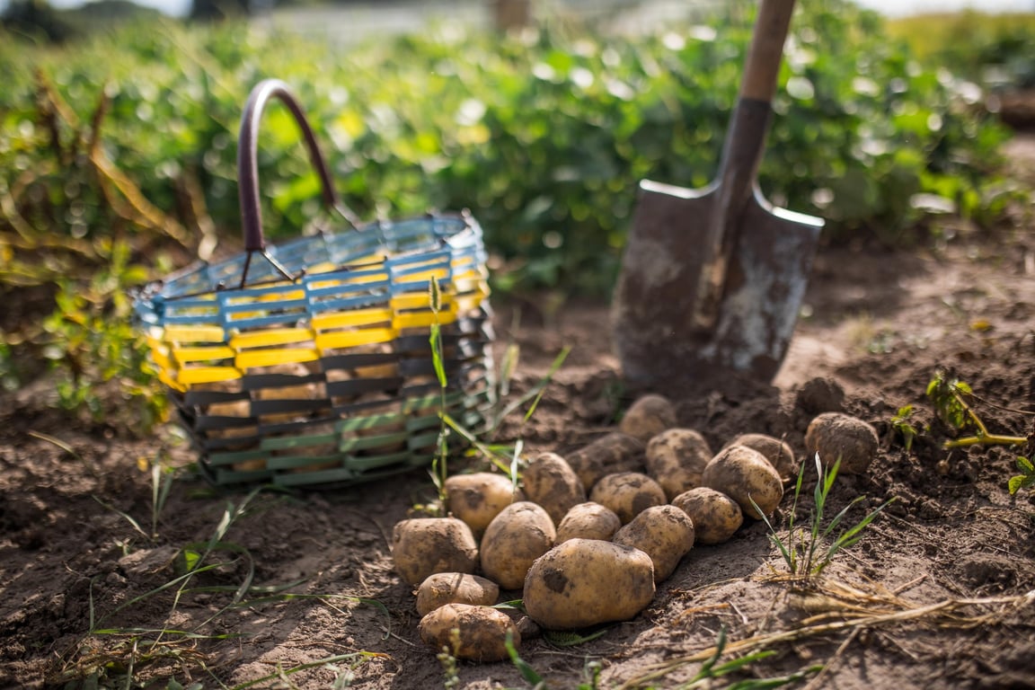 Чому деякі сорти картоплі не підходять для посадки в Україні