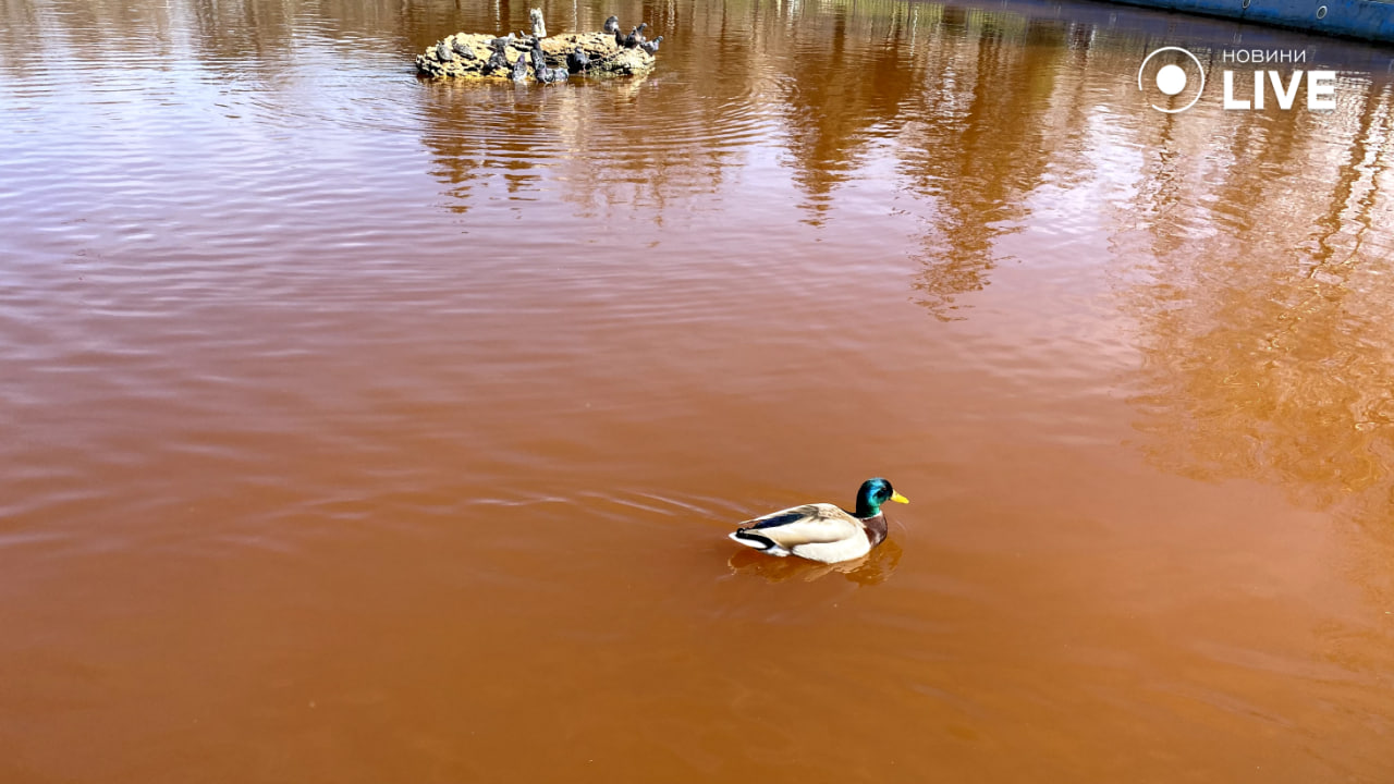 Краще не чіпати воду у парку Перемоги — у чому небезпека для одеситів - фото 1