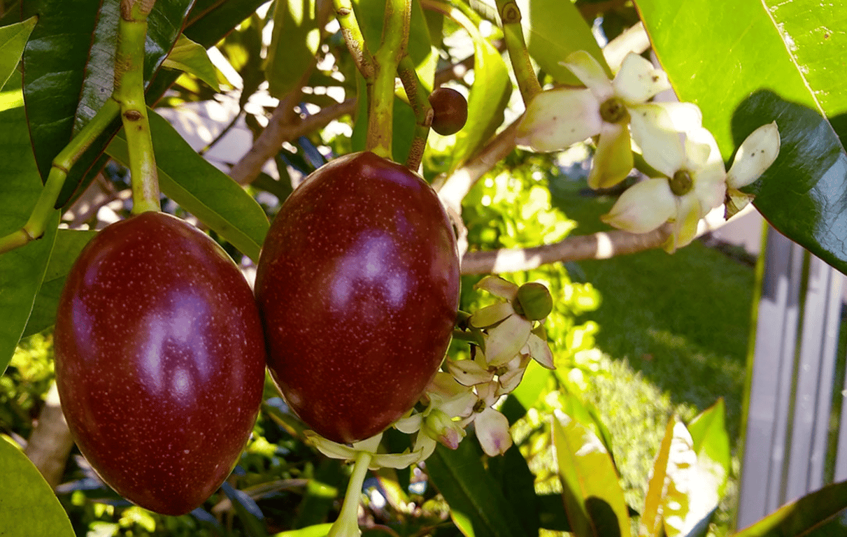 Что известно о плодах ядовитого дерева церберы