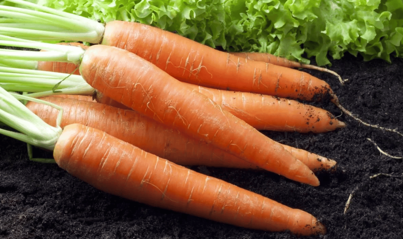 Большой урожай моркови на огороде