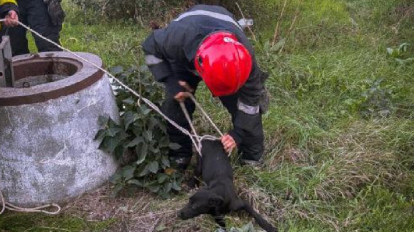 Вместе свалились в колодец — в Одесской области спасли кота и собаку - фото 1