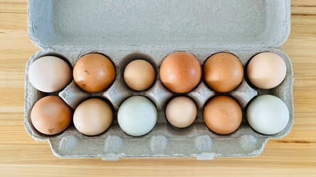 Яйца не спешат дешеветь — что будет с ценами осенью - 285x160