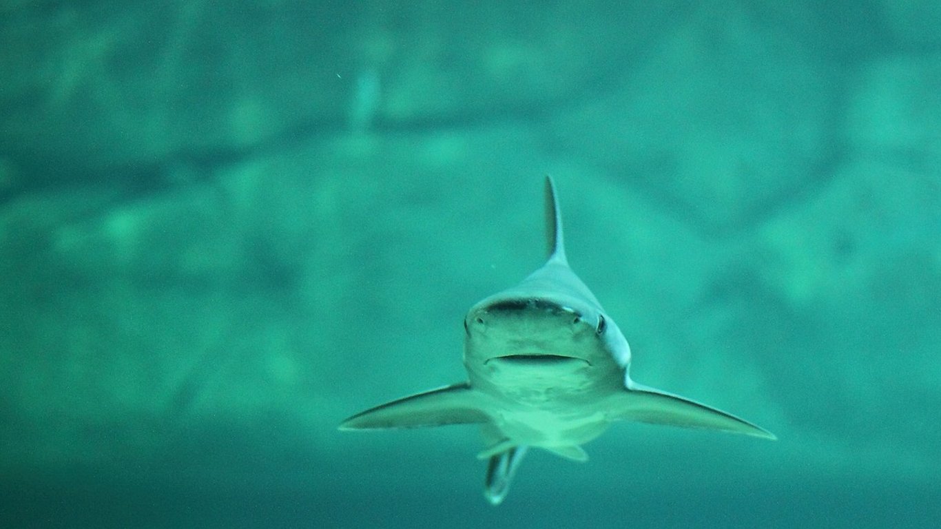 На пляже Нью-Йорка акула напала на одесситку: в каком состоянии женщина