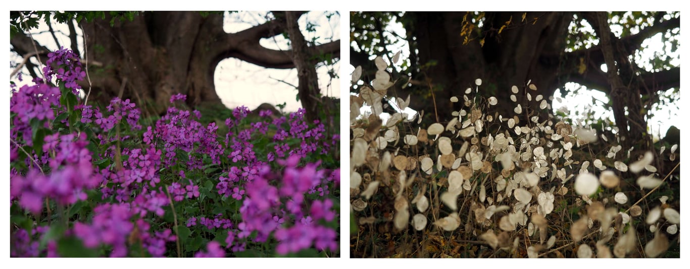 Чому квітку назвивають лунарія або місячник