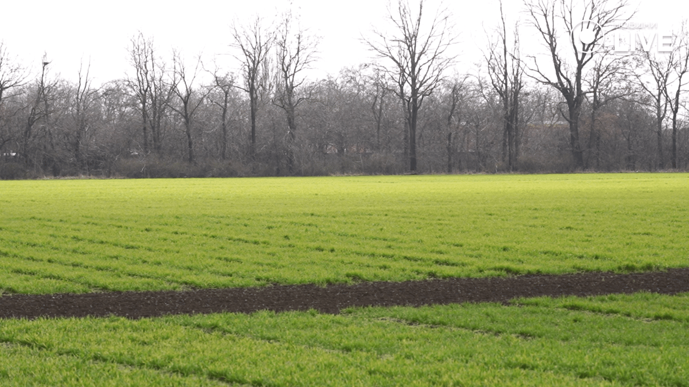 Поля озимого посіву 