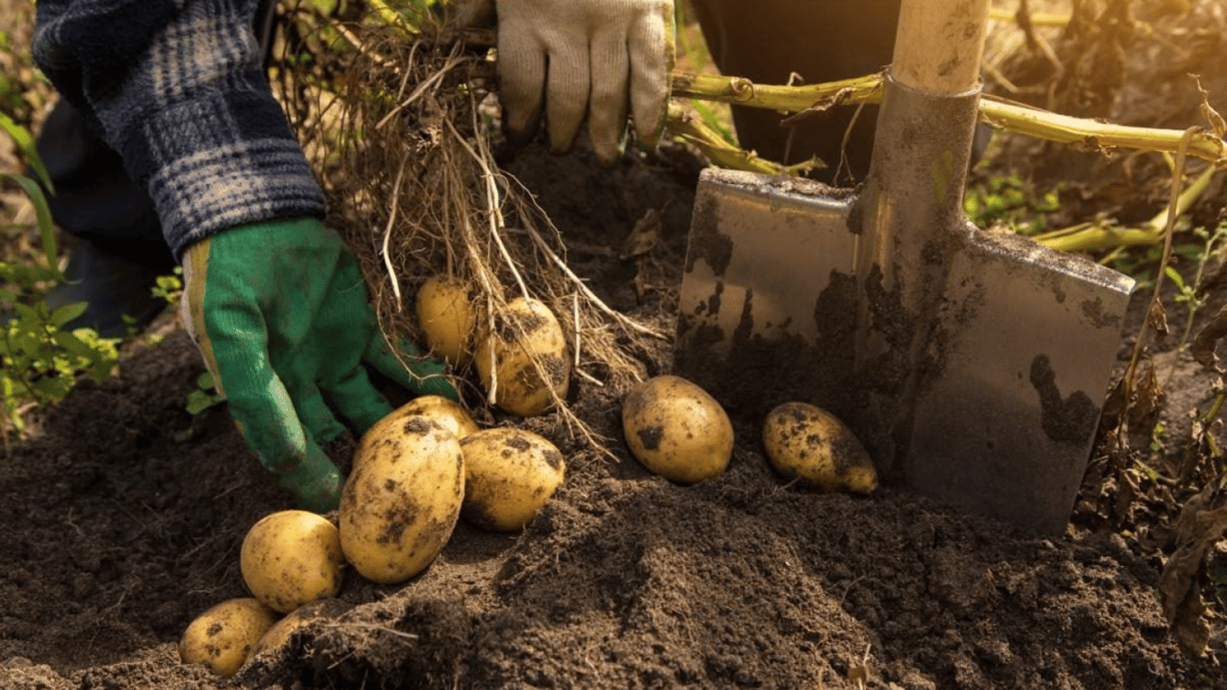 Что посадить возле картофеля весной, чтобы защитить его от колорадского жука