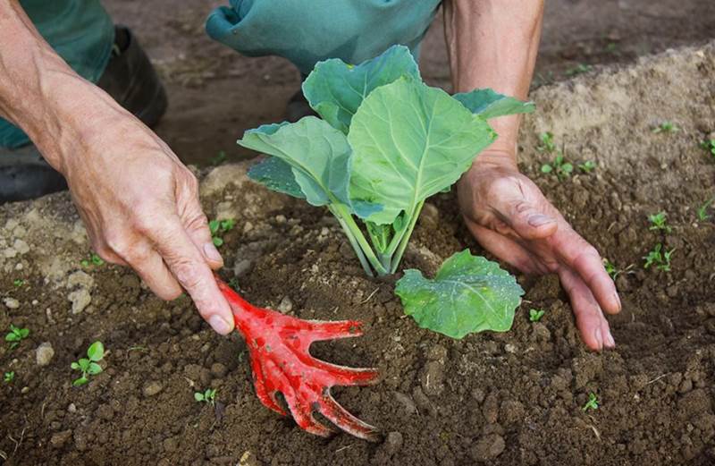 Окучивание капусты на огороде