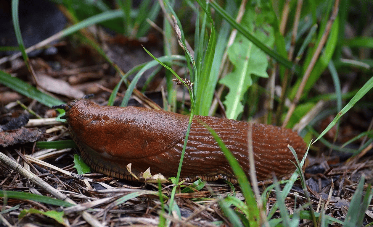 Улитка в траве