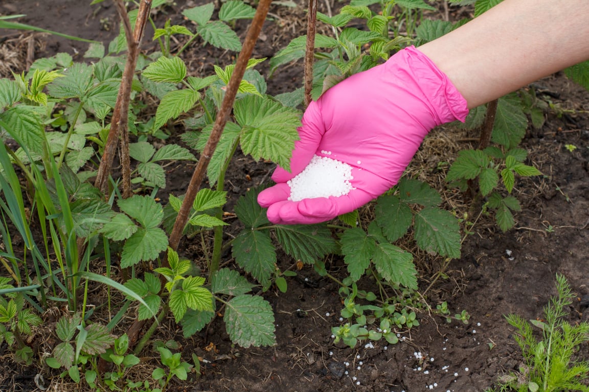 Процедура подкормки малины на огороде