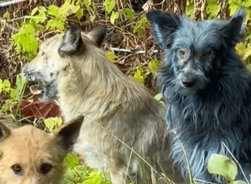 Мутанти Чорнобиль