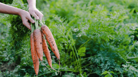 Морковь больше не кривится — работающий способ подготовки почвы - 285x160