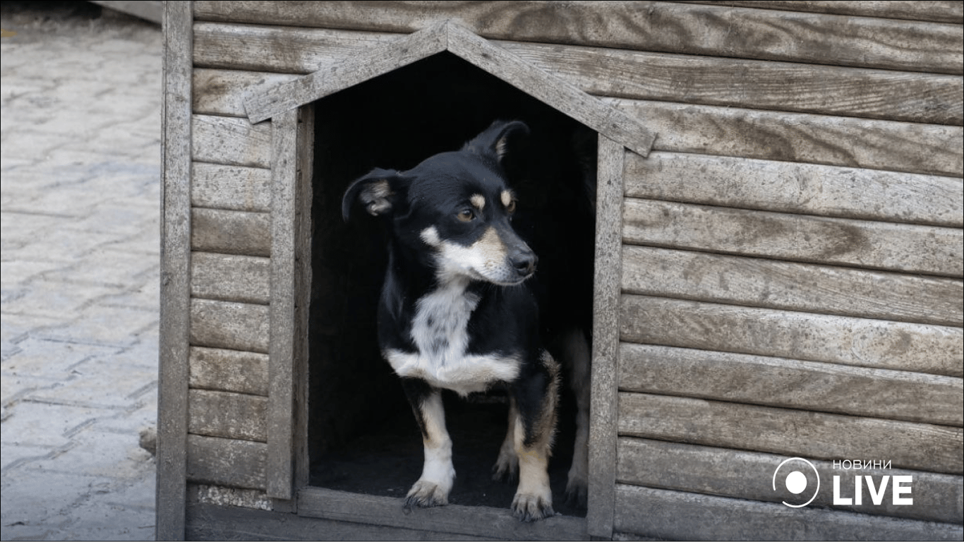 "Ковчег" переполнен — любовью и животными: как выживает зимой самый большой приют в Одессе - 250x140